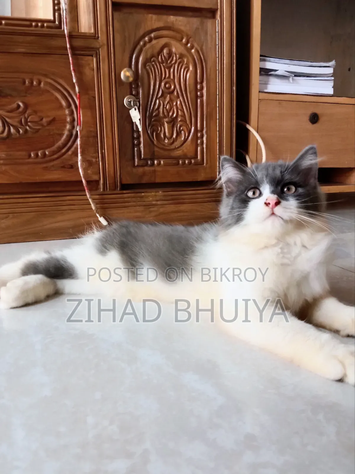 1-3 months Male Purebred Persian