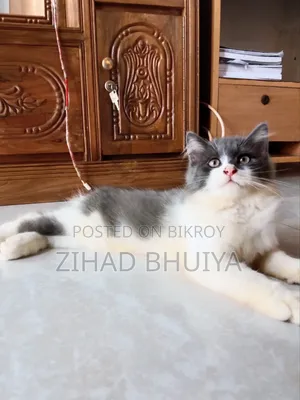 1-3 months Male Purebred Persian