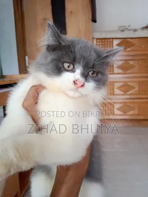 1-3 months Male Purebred Persian