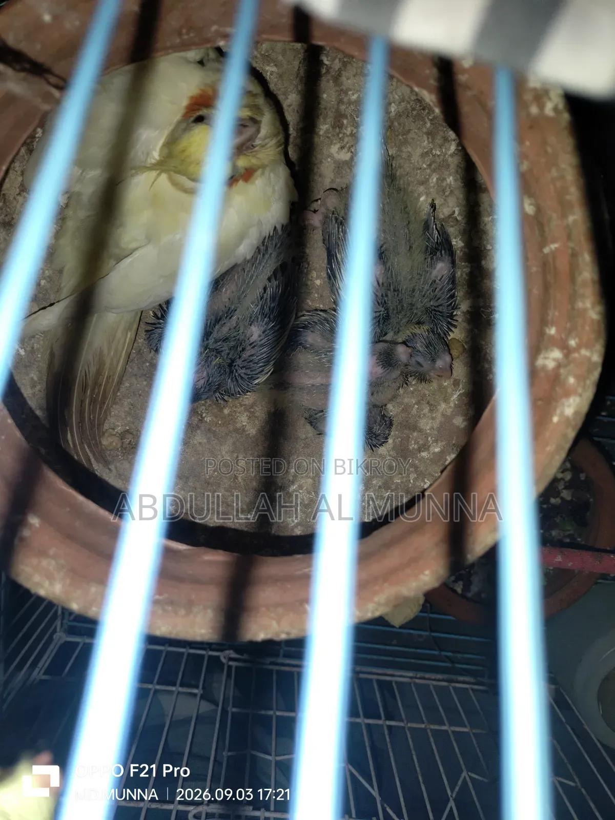 টেম সাইজ কোকাটেল বেবি