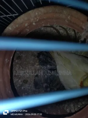 টেম সাইজ কোকাটেল বেবি