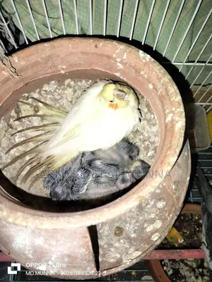 টেম সাইজ কোকাটেল বেবি