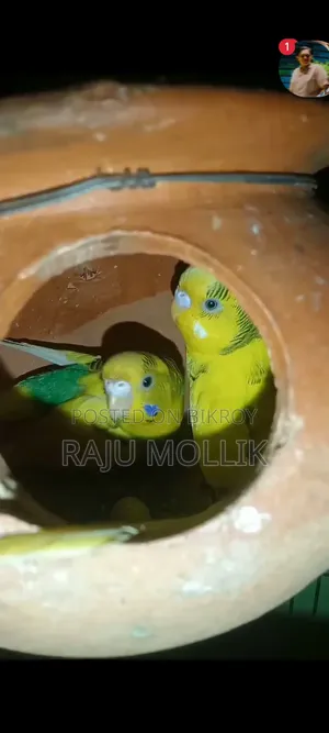 Budgerigar Bird