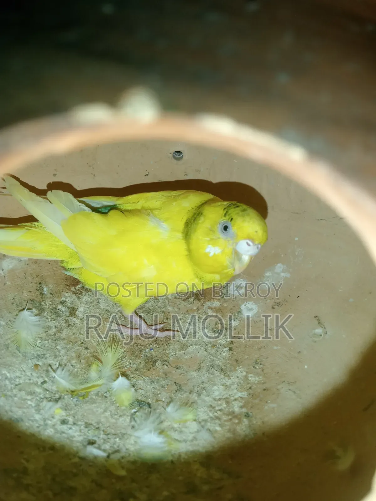 Budgerigar Bird