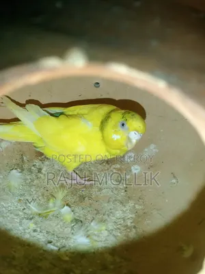 Budgerigar Bird
