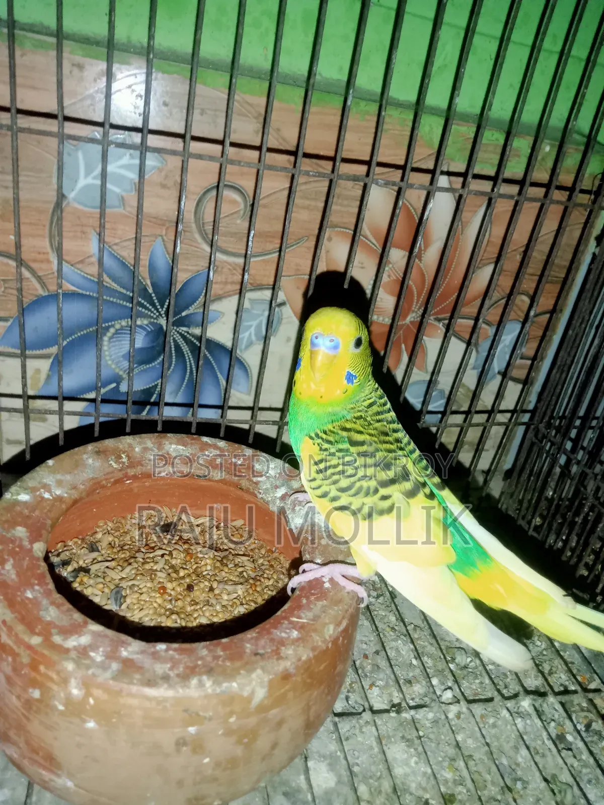 Budgerigar Bird
