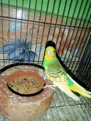 Budgerigar Bird