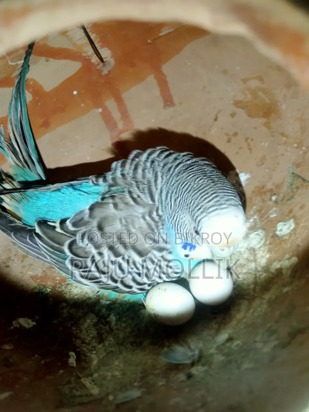 Budgerigar Bird