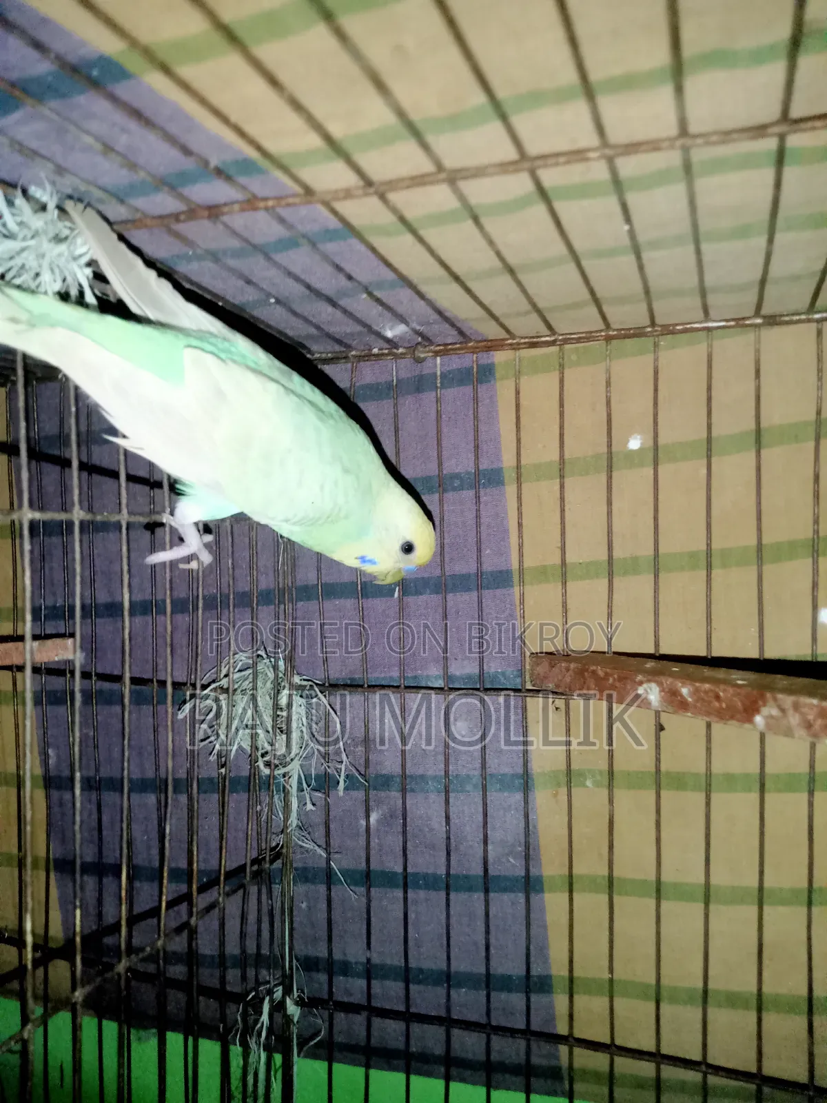 Budgerigar Bird