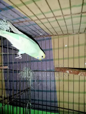 Budgerigar Bird