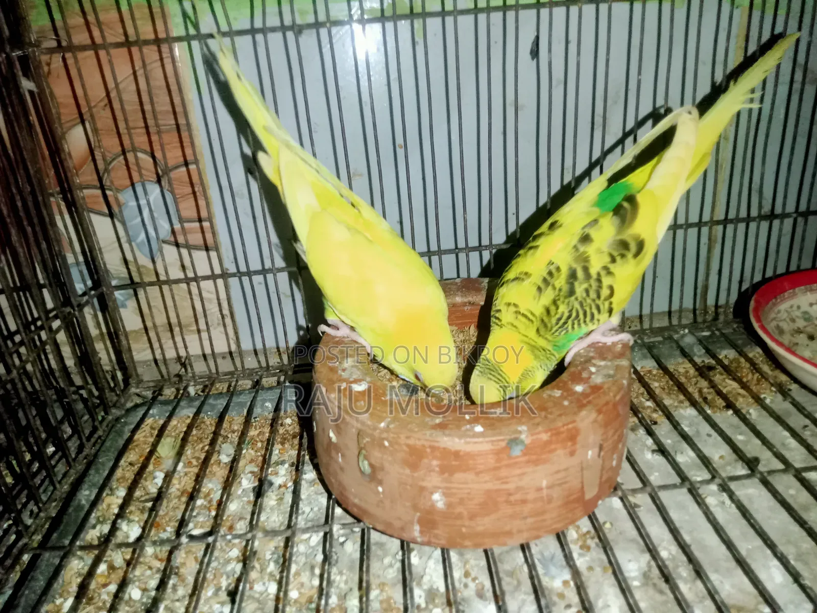 Budgerigar Bird