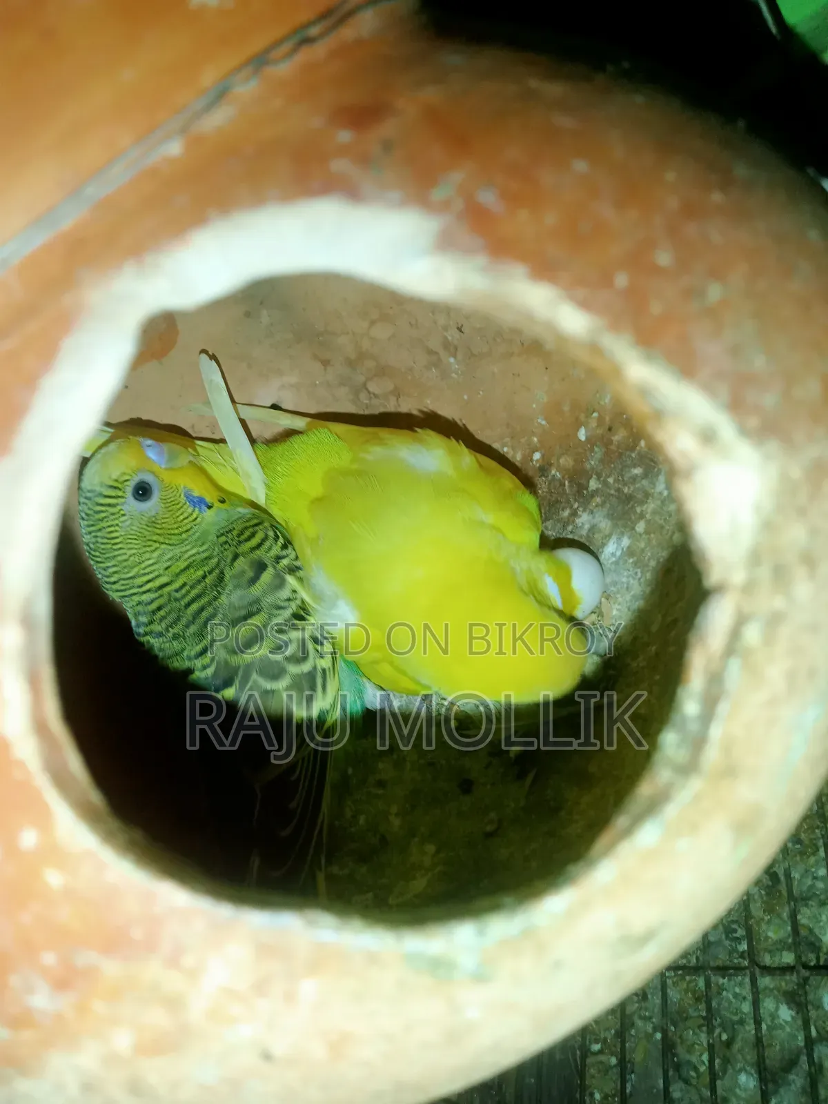 Budgerigar Bird