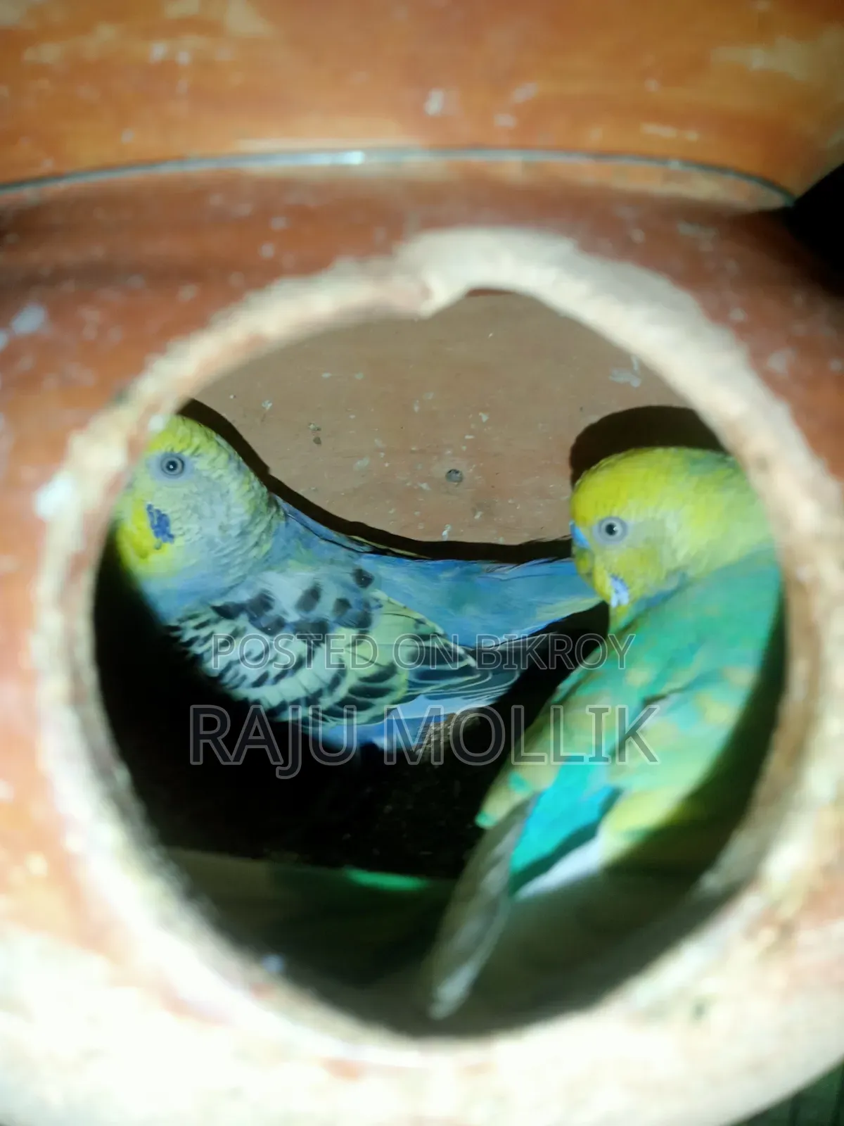 Budgerigar Bird