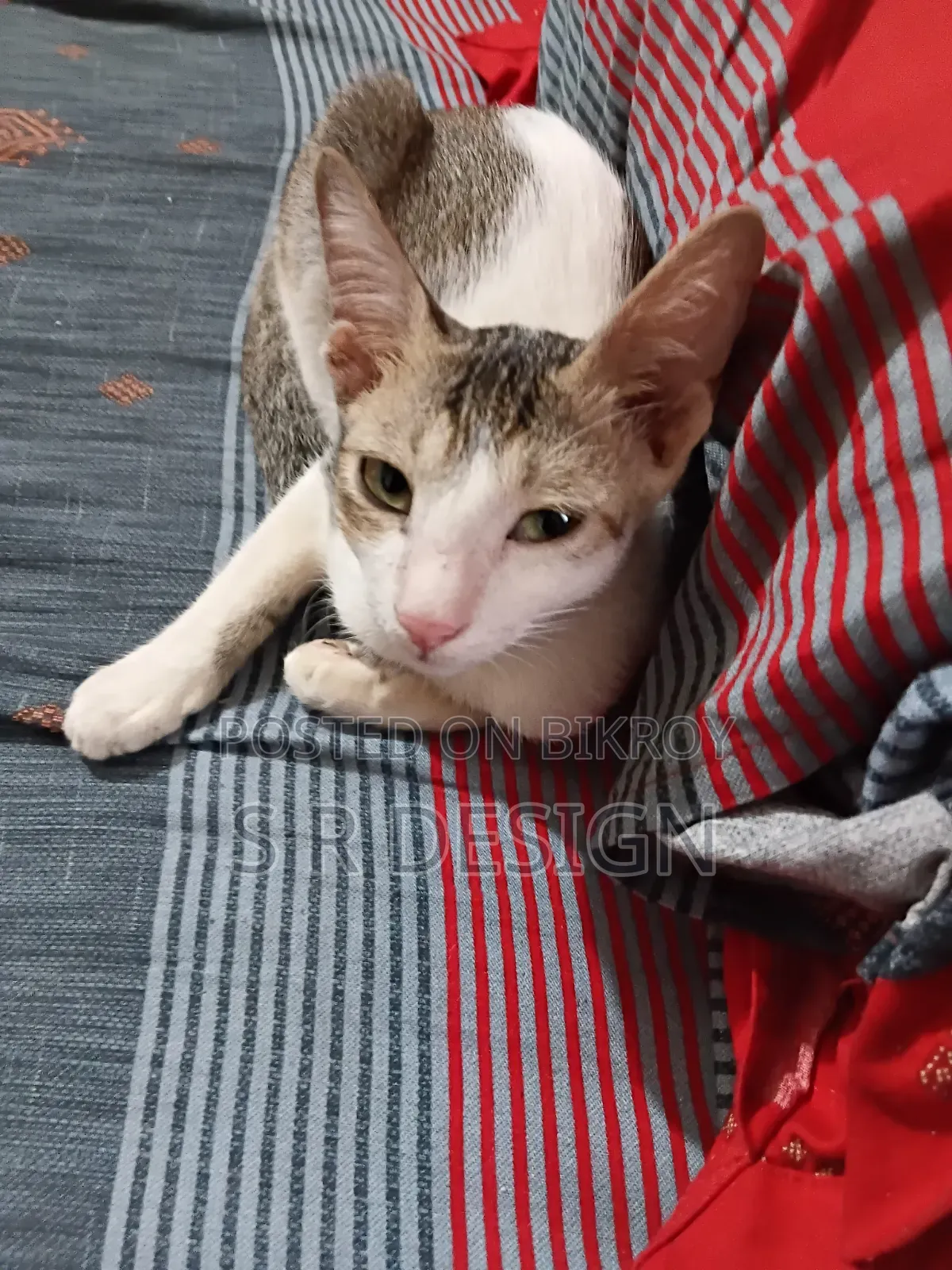 3-6 months Female Mixed Breed Bengal