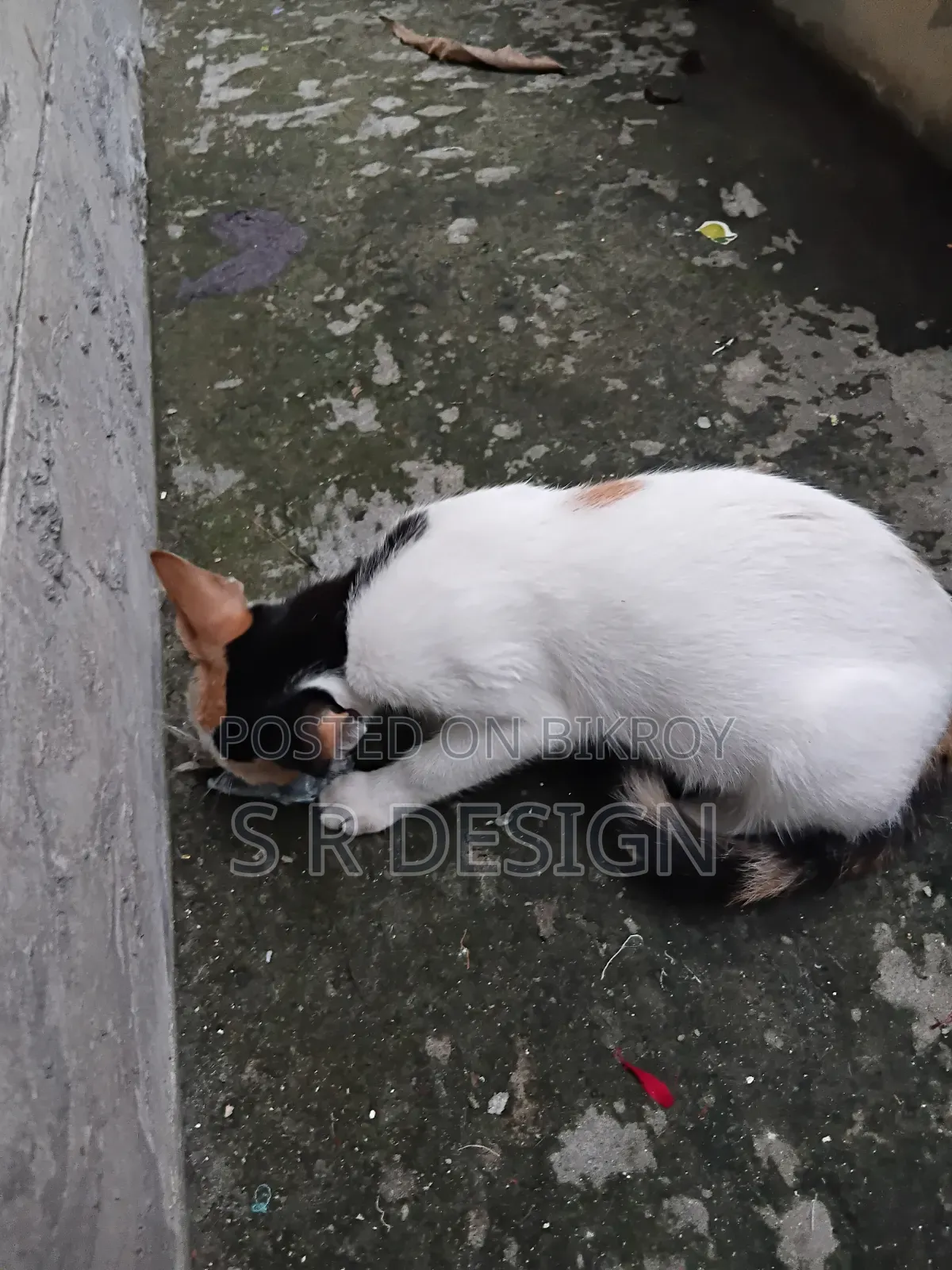 3-6 months Female Mixed Breed Bengal