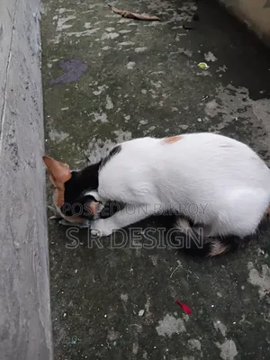3-6 months Female Mixed Breed Bengal