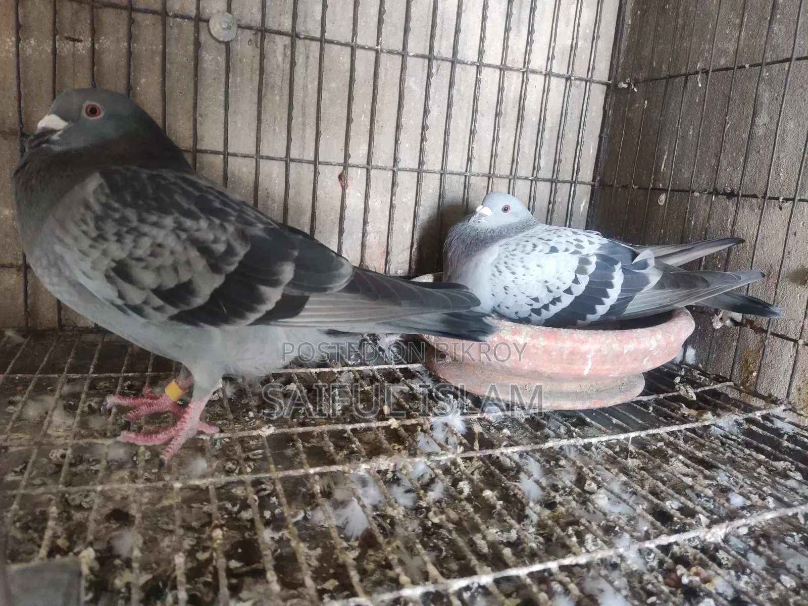 রানিং রেসার জোড়া