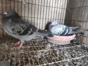 রানিং রেসার জোড়া