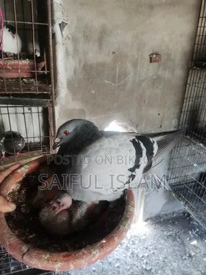 রানিং রেসার জোড়া