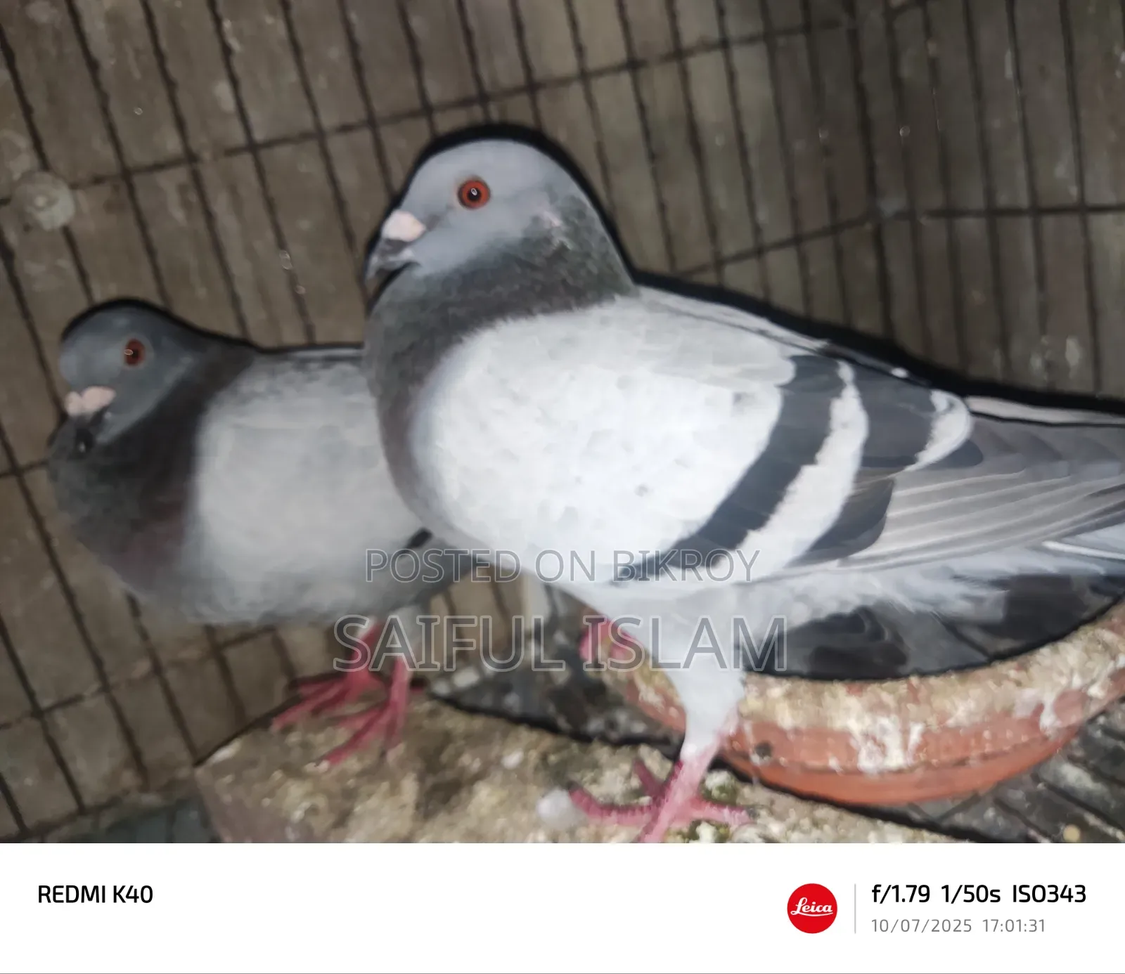 রানিং রেসার জোড়া