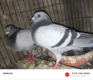 রানিং রেসার জোড়া