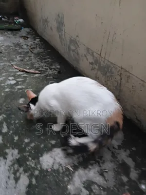 3-6 months Female Mixed Breed Bengal