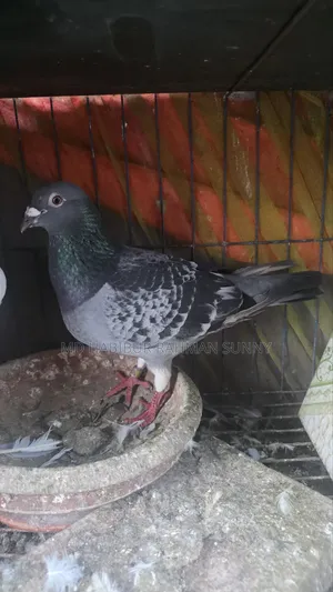 Brpel Club Pigeon