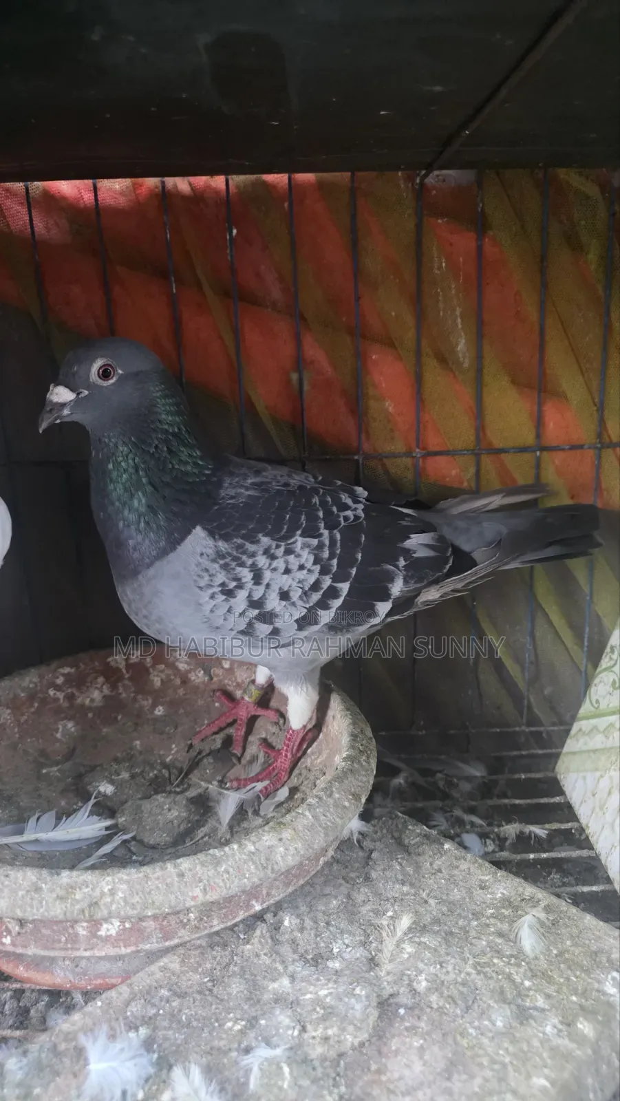 Brpel Club Pigeon