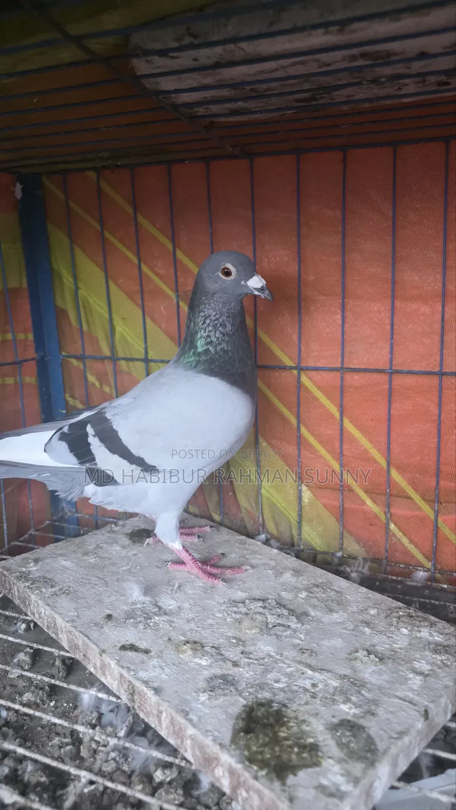 Brpel Club Pigeon