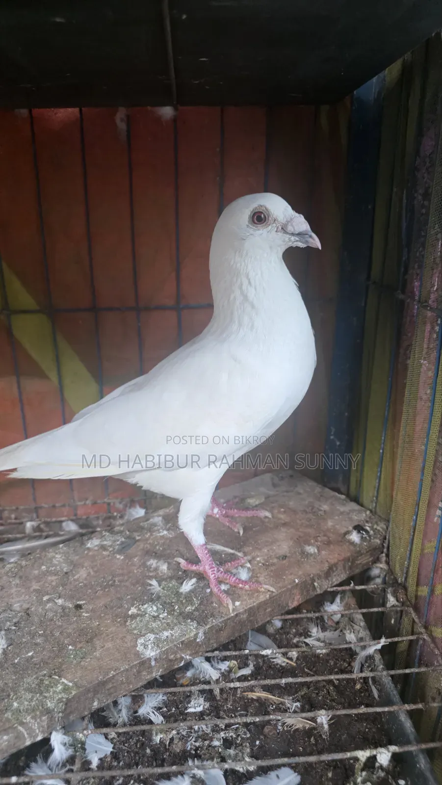 Brpel Club Pigeon