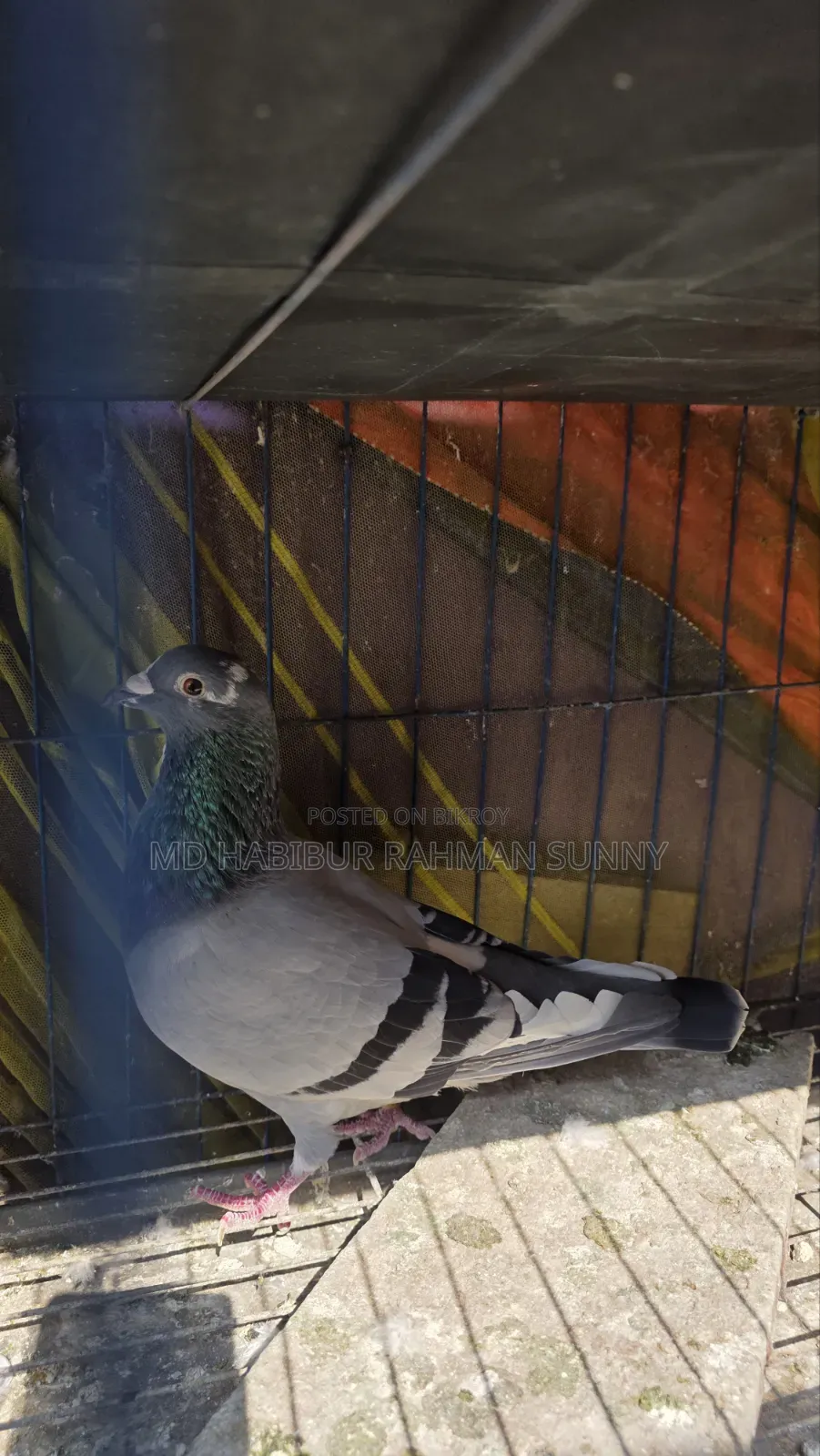 Brpel Club Pigeon