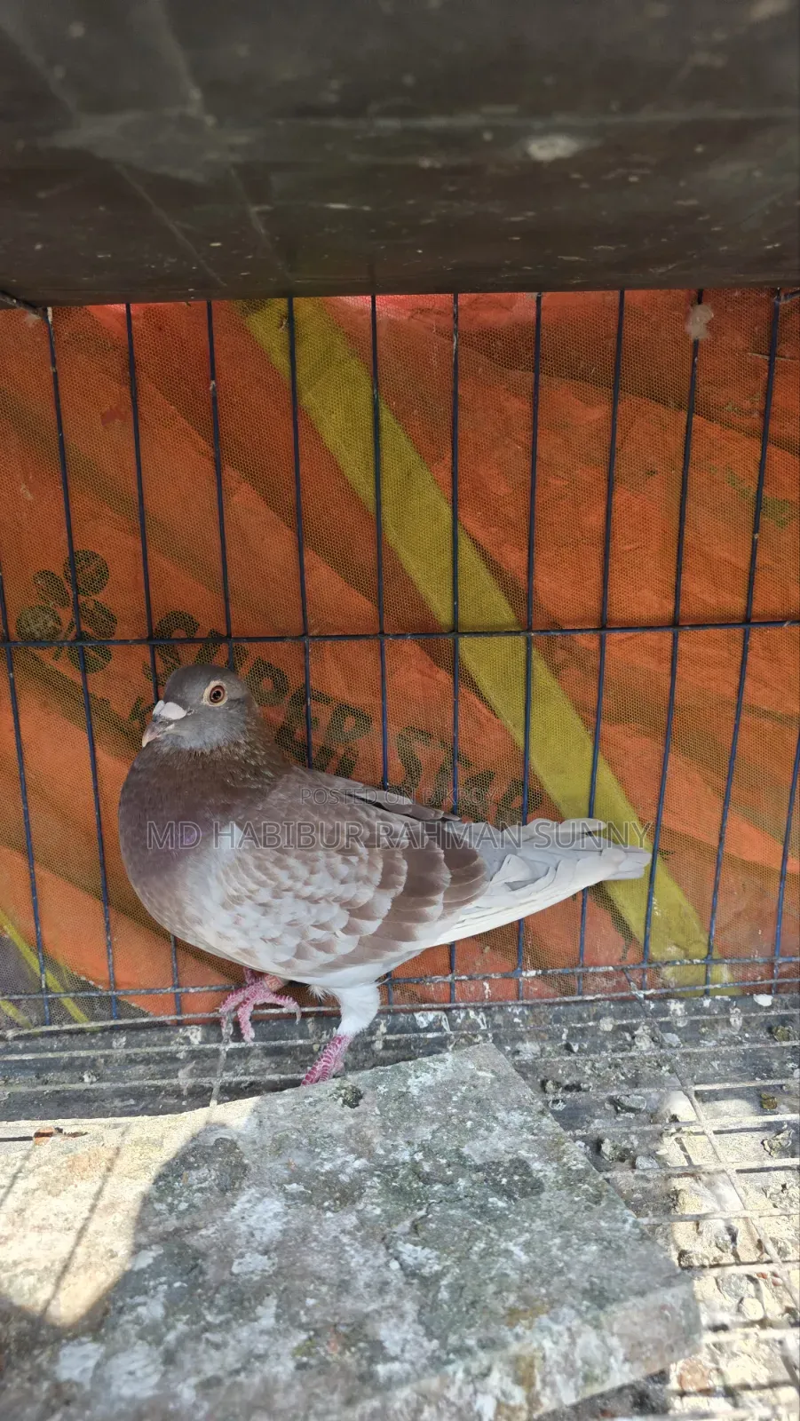 Brpel Club Pigeon