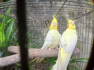 কোকাটেল / Cocatel