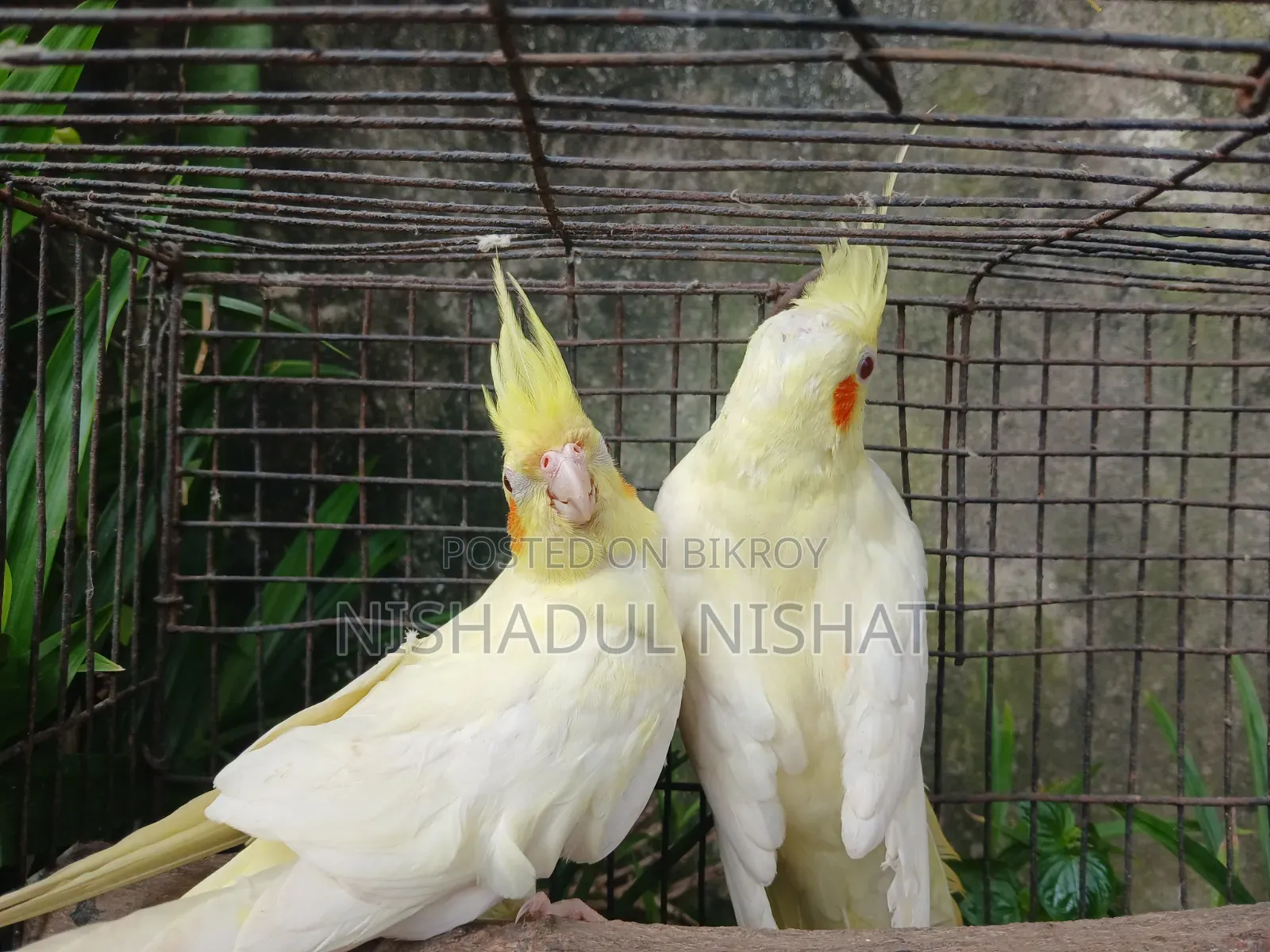 কোকাটেল / Cocatel
