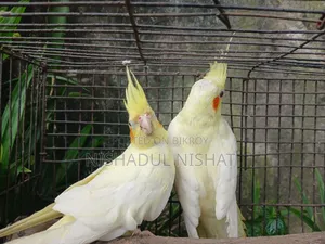 কোকাটেল / Cocatel