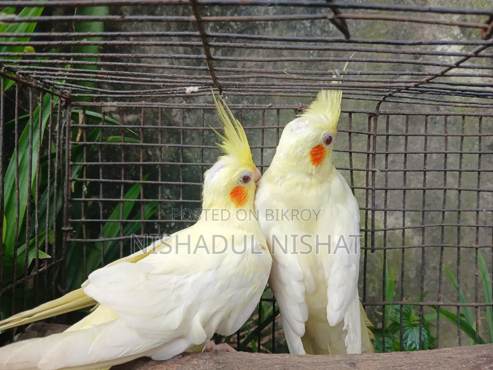 কোকাটেল / Cocatel