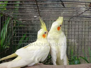 কোকাটেল / Cocatel