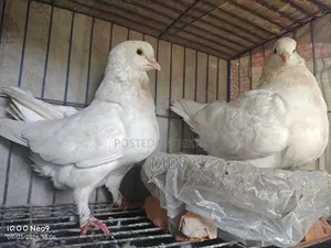 কিং কবুতর জোরা