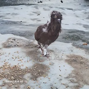 Jacobin Fancy Pigeon