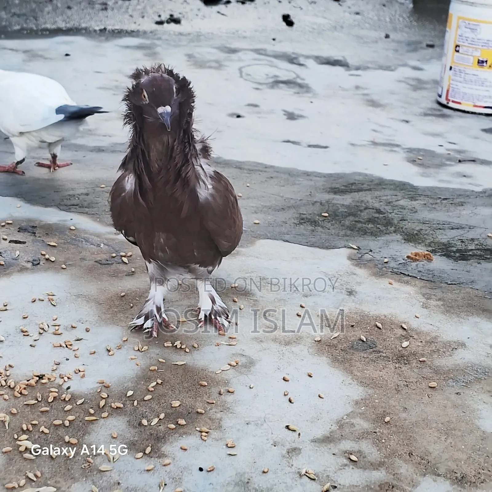 Jacobin Fancy Pigeon