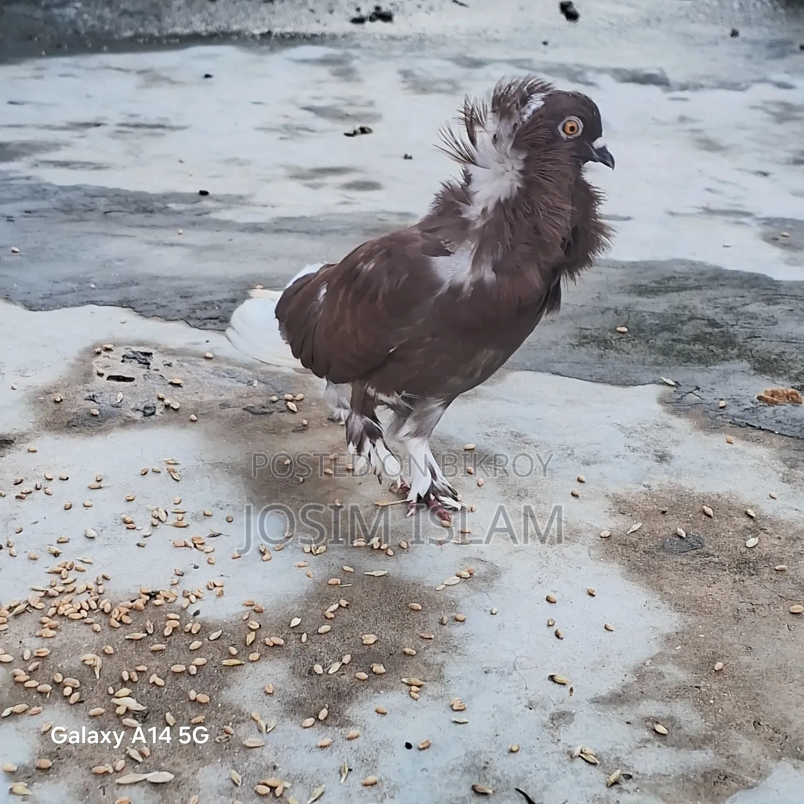 Jacobin Fancy Pigeon