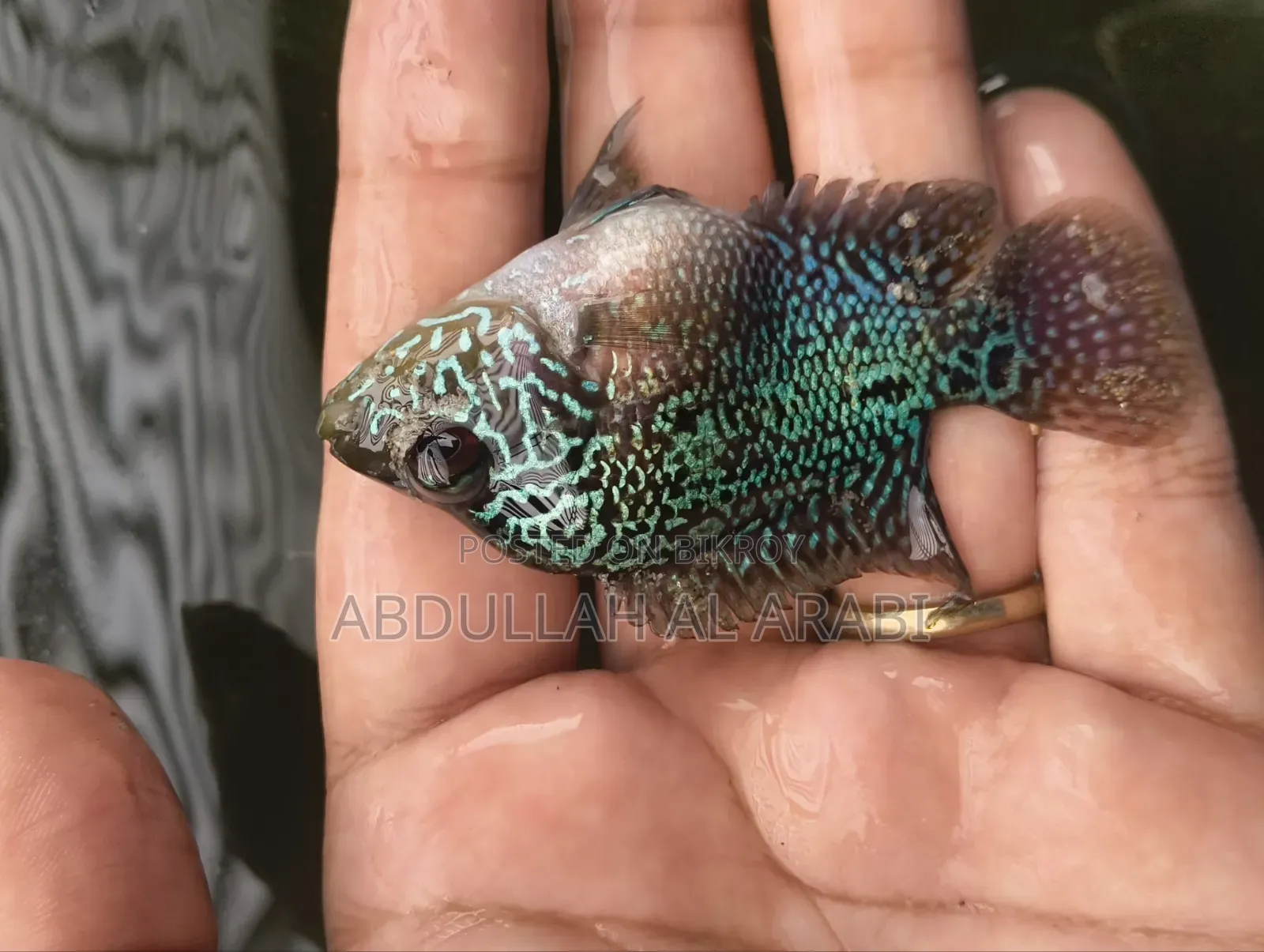 3inch Flowerhorn