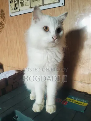 6-12 months Male Purebred Persian