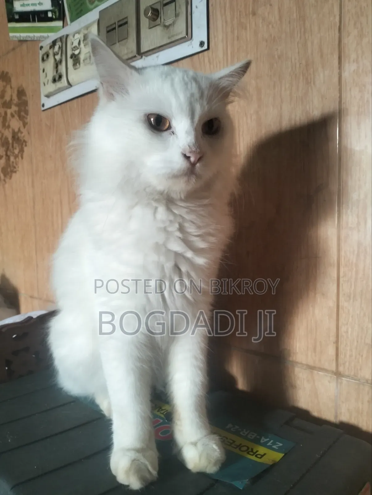 6-12 months Male Purebred Persian