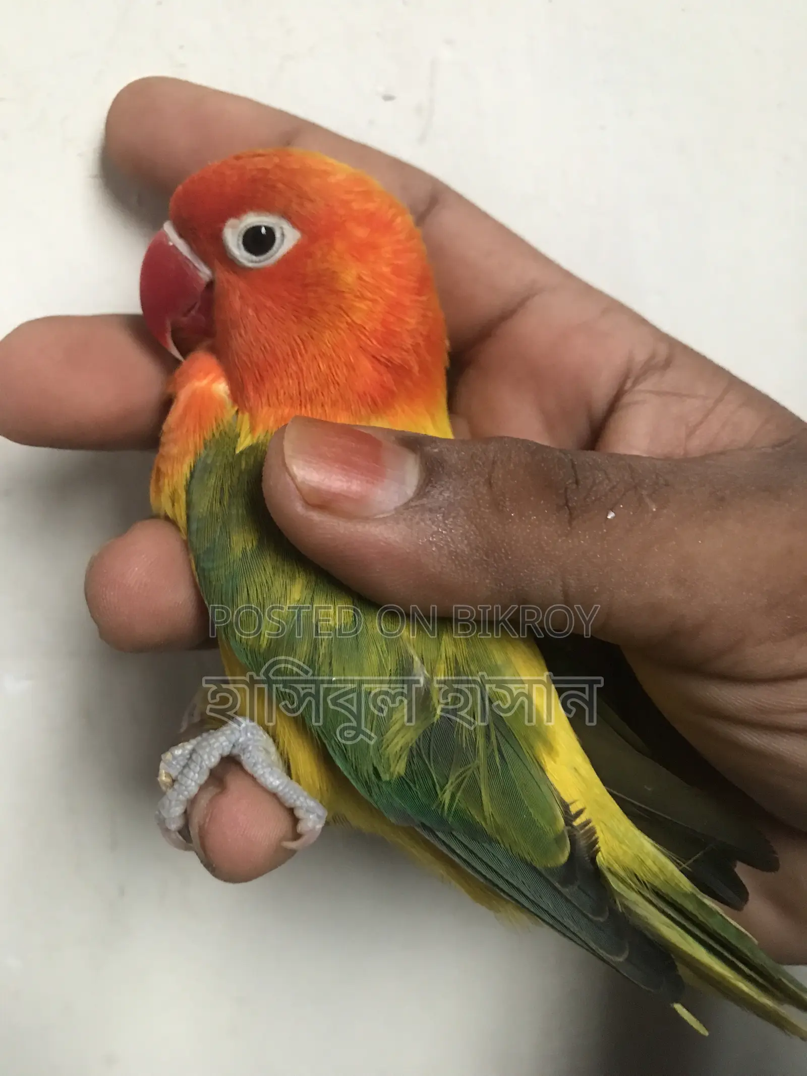 Ewing Male Love Bird