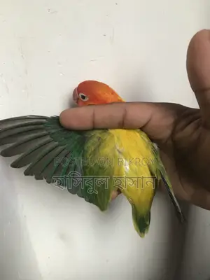 Ewing Male Love Bird