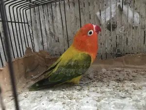 Ewing Male Love Bird