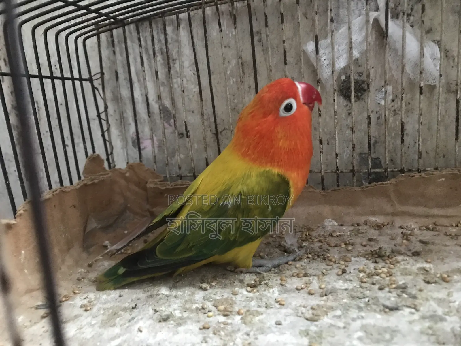 Ewing Male Love Bird