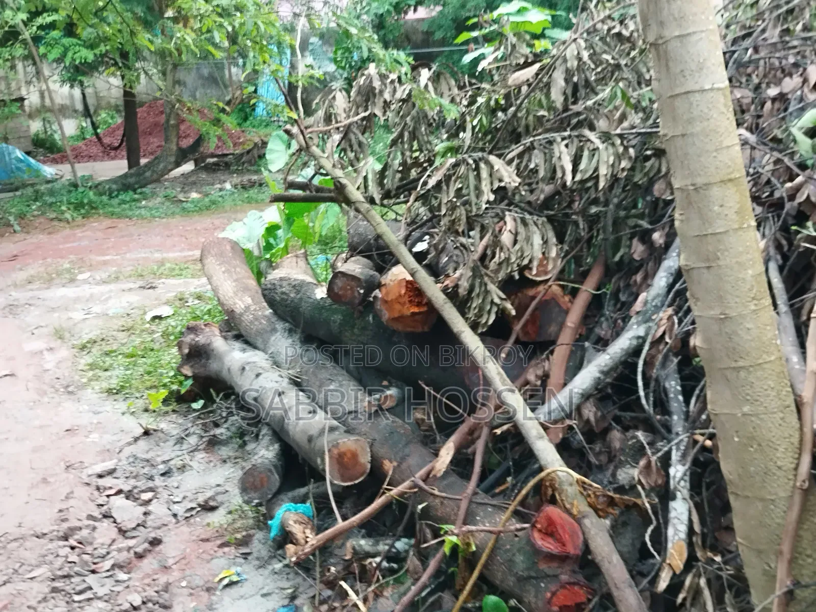 গাছ বিক্রি করা হবে