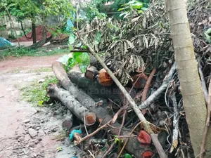 Trees for Sale